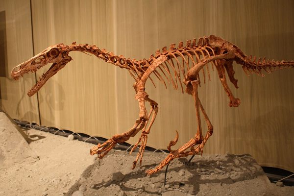 Von Kabacchi - Velociraptor - 01Uploaded by FunkMonk, CC BY 2.0, https://commons.wikimedia.org/w/index.php?curid=11363037